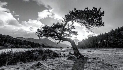 Black and white landscape with a windswept tree in the foreground, mountains and lake visible in the distance