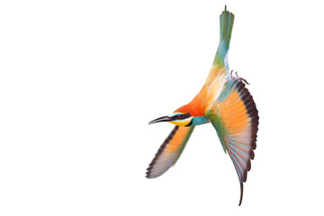 Exotic Bee-eater bird Merops apiaster in flight with outstretched wings, isolated on white
