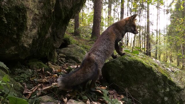 fox in the woods,Fox Vulpes vulpes Volpe	
