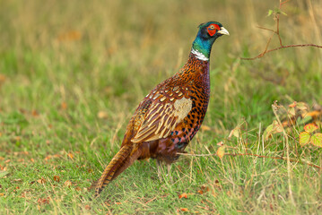 Pheasant, Scientific name:Phasianus colchicus.  Close up of a beautiful, ring-necked Pheasant cockbird in Autumn with iridescent plumage and white neck ring.  Horizontal.  Copy space