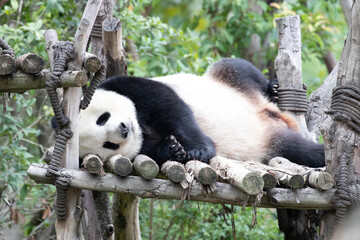 Close up seeping panda in Chengdu, China