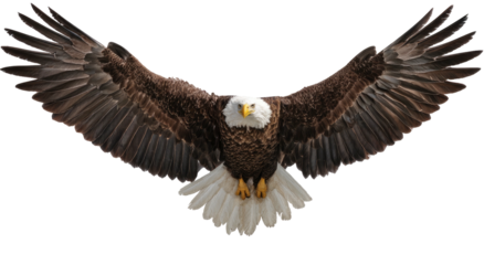 Majestic eagle in flight