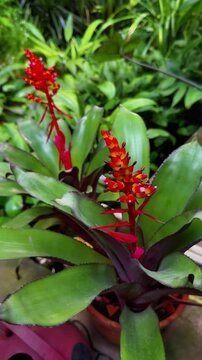 A vertical close-up shot captures a striking, potted Bromeliad plant with its central stalk bearing a brilliant red and yellow spike-like flower, surrounded by thick, rosette-forming green and