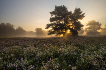 Mehlinger Heide in voller Blüte bei Sonnenaufgang mit Nebel und Lichtfingern