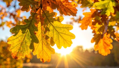 Sunlight filters through vibrant, golden autumn oak leaves against a bright blue sky, creating a warm, inviting scene