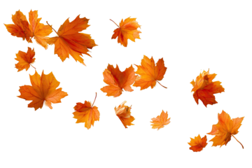 Autumn leaves scattered in a dark background