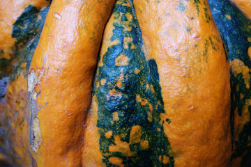 Close-up of a pumpkin's skin, showing irregular green and orange patterns.