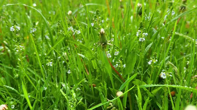 An extreme close-up, low-angle shot captures vibrant, dew-kissed green blades of grass interspersed with delicate tiny white and blue wildflowers and two closed dandelion buds, creating a rich, dense