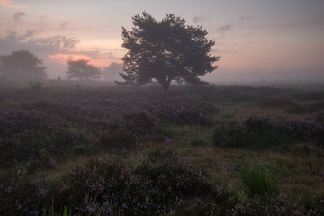 Fototapeta premium Mehlinger Heide in voller Blüte bei Sonnenaufgang mit Nebel und Lichtfingern