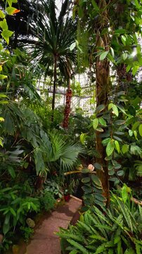 A vertical, slightly low-angle shot captures a narrow earthen path winding through a dense, vibrant jungle-like environment, surrounded by a rich variety of tropical plants, ferns, climbing vines, and