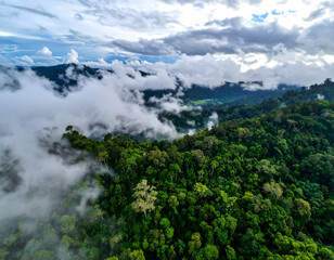 Obraz premium Epic Aerial View of a Lush Rnforest with Misty Clouds