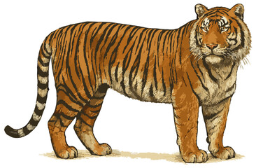 Fototapeta premium Panthera tigris