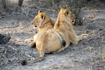 Young Lions Sitting Together