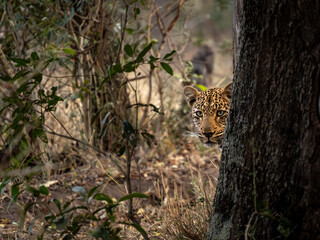 Leopard Looking Around a Tree