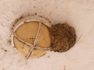 Swallow's nest on a ceiling lamp