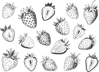 Black and white ink sketch of strawberries and sliced strawberries strawberry fruit © Musfiqur