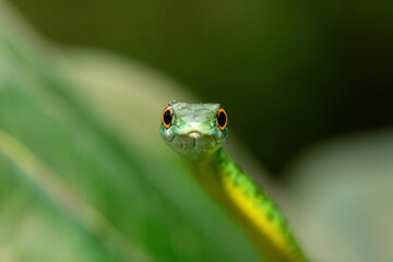 An adorable Spotted Bush Snake (Philothamnus semivariegatus) climbing a small tree – Non-venomous endemic African reptile
