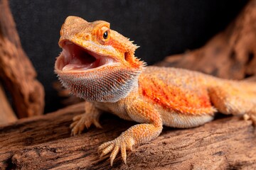 Obraz premium A bearded dragon is resting on a piece of driftwood in its terrarium. The reptile has its mouth open, possibly basking under warm light. The environment is natural and warm, ideal for reptiles