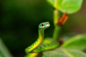 An adorable Spotted Bush Snake (Philothamnus semivariegatus) climbing a small tree – Non-venomous endemic African reptile