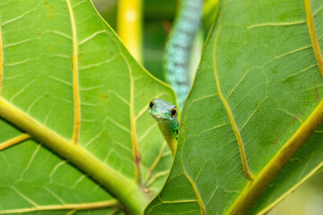 An adorable Spotted Bush Snake (Philothamnus semivariegatus) climbing a small tree – Non-venomous endemic African reptile