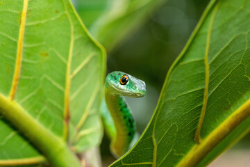 An adorable Spotted Bush Snake (Philothamnus semivariegatus) climbing a small tree – Non-venomous endemic African reptile