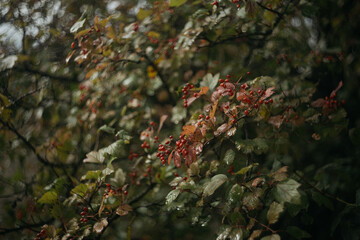 Red hawthorn berries in autumn. Selective focus. Shallow depth of field.