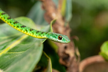 An adorable Spotted Bush Snake (Philothamnus semivariegatus) climbing a small tree – Non-venomous...
