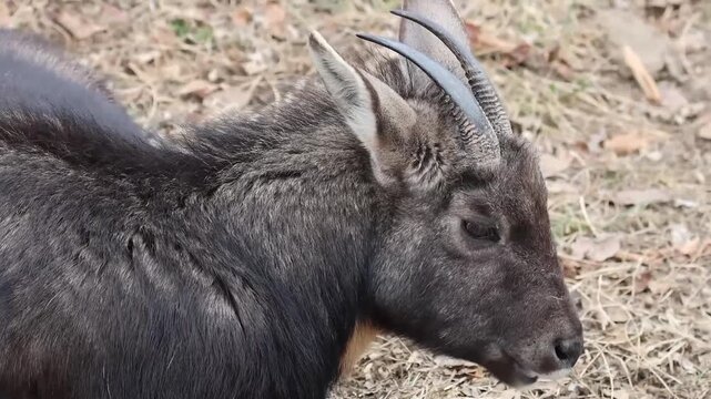 Close up Japanese Serow on the yard