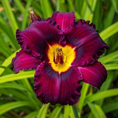 A close-up view of a vibrant, ruffled, dark purple flower