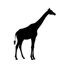 Vector art of silhouette of a giraffe, a majestic and towering creature, its long neck reaching for the sky, a symbol of grace and elegance in the african savanna