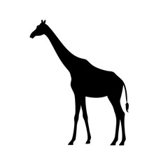 Vector art of silhouette of a giraffe, showcasing its long neck and legs, a majestic african mammal, wildlife, nature, zoo, safari, animal, standing tall and graceful