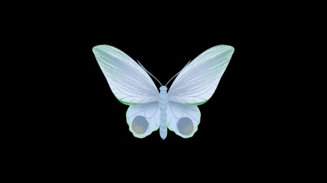 beautiful butterfly's 3D animated video 4K animated video . animated in basic color .celebration of butterfly's animation video . animated icons .

