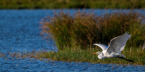 Grande Aigrette (Ardea alba - Great Egret) en vol 