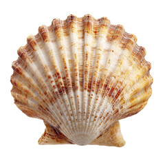 Obraz premium Beautiful scallop shell detailed close-up photography nature ocean marine animal