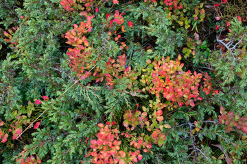 Alpine vegetation in autumn: Juniper and Blueberries in beautiful autumn colours