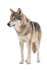 Obraz premium A gray wolf stands alertly, showcasing its natural wild appearance in an outdoor setting.
