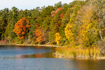 autumn in the forest
