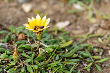 yellow flower on a green background