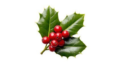 A sprig of vibrant holly with bright red berries and glossy green leaves a festive symbol of winter