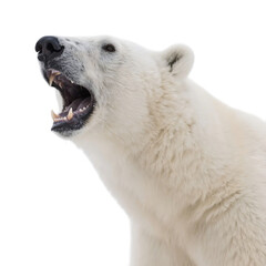 A close-up shot of a polar bear with its mouth open, displaying sharp teeth in a natural arctic setting.