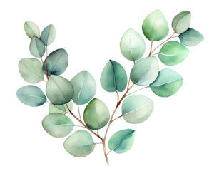 Delicate eucalyptus watercolor leaves and branches arranged in a graceful arc isolated on transparent background