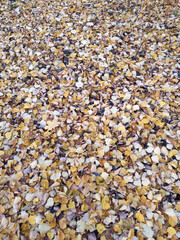 Fallen leaves, autumn background, texture №1