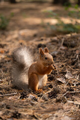 Small red squirrel stands on ground, holding nut. Background features pine needles and soft sunlight filtering through trees.