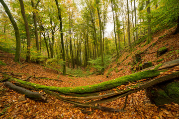 Herbstlicher Pfälzerwald im Edenkobener Tal beim Naturfreundehaus