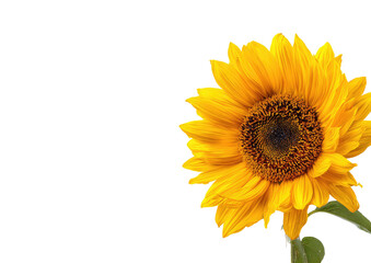 Obraz premium Close-up sunflower against black
