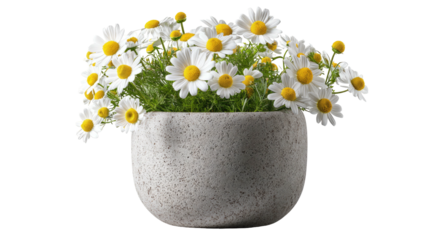 A bouquet of daisies in a textured, light beige pot