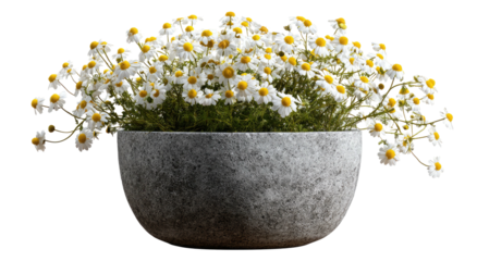 A simple grey stone bowl filled with a cluster of white daisies