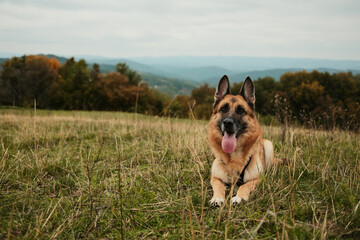 German Shepherd dog lying on grass in meadow with forest and mountains in background on cloudy autumn day