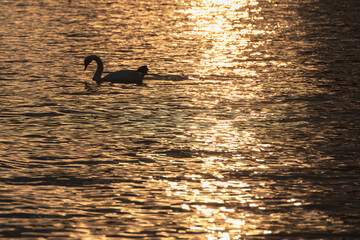 Silhouette of a swan on a lake