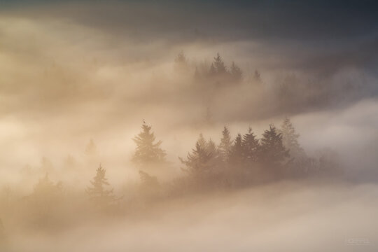 B&auml;ume im Nebel bei Sonnenaufgang in der Pfalz &ndash; Teleaufnahme im goldenen Morgenlicht